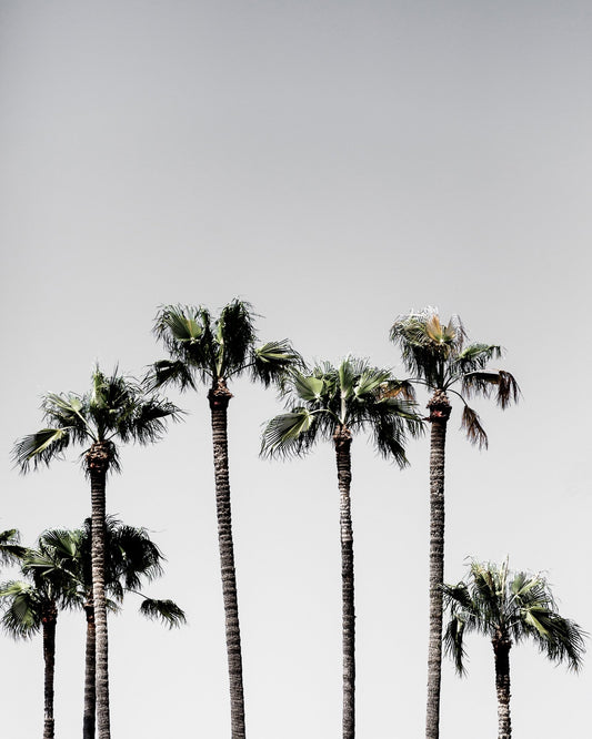 Tall Palms