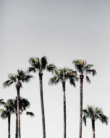 Tall Palms