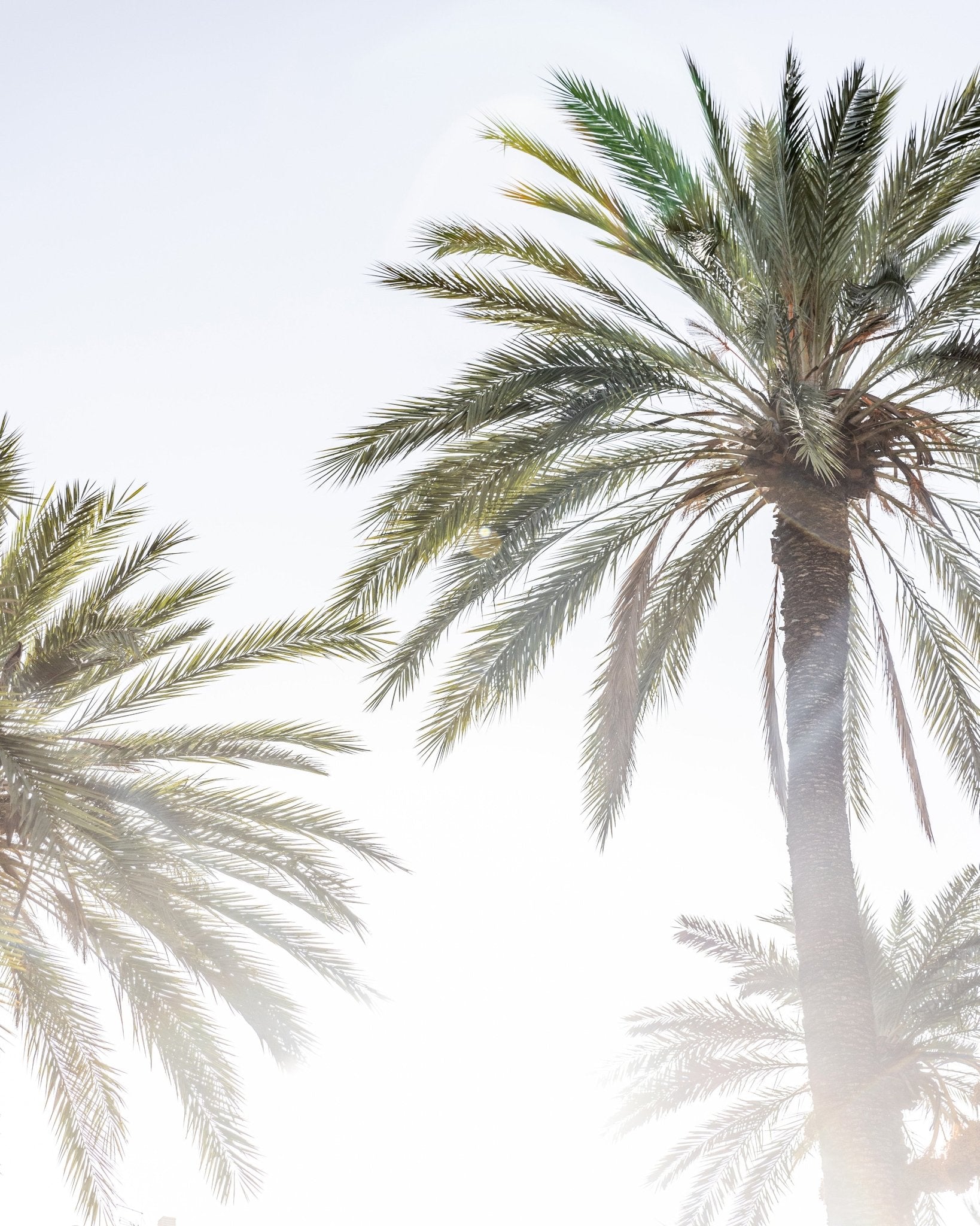 Sunlit Palms
