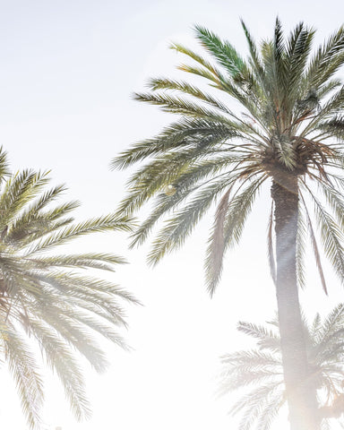 Sunlit Palms