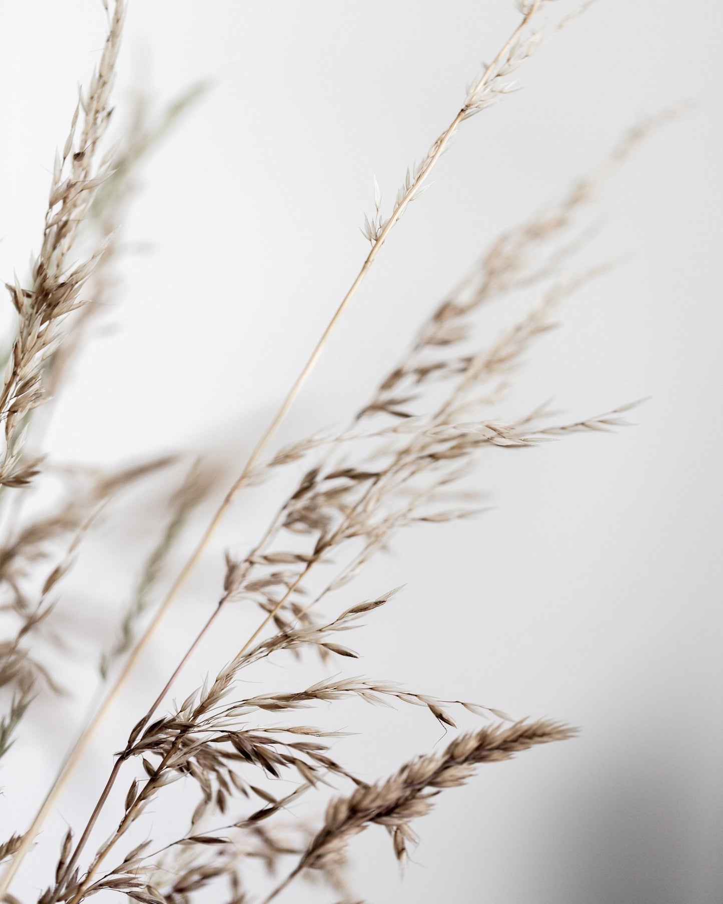 Soft Grass