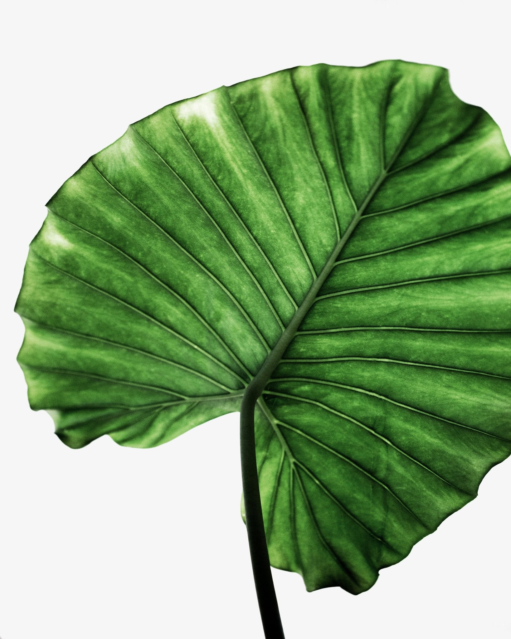 Green Leaf