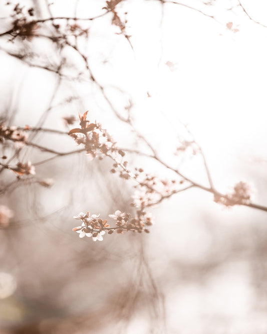 Soft Blossoms