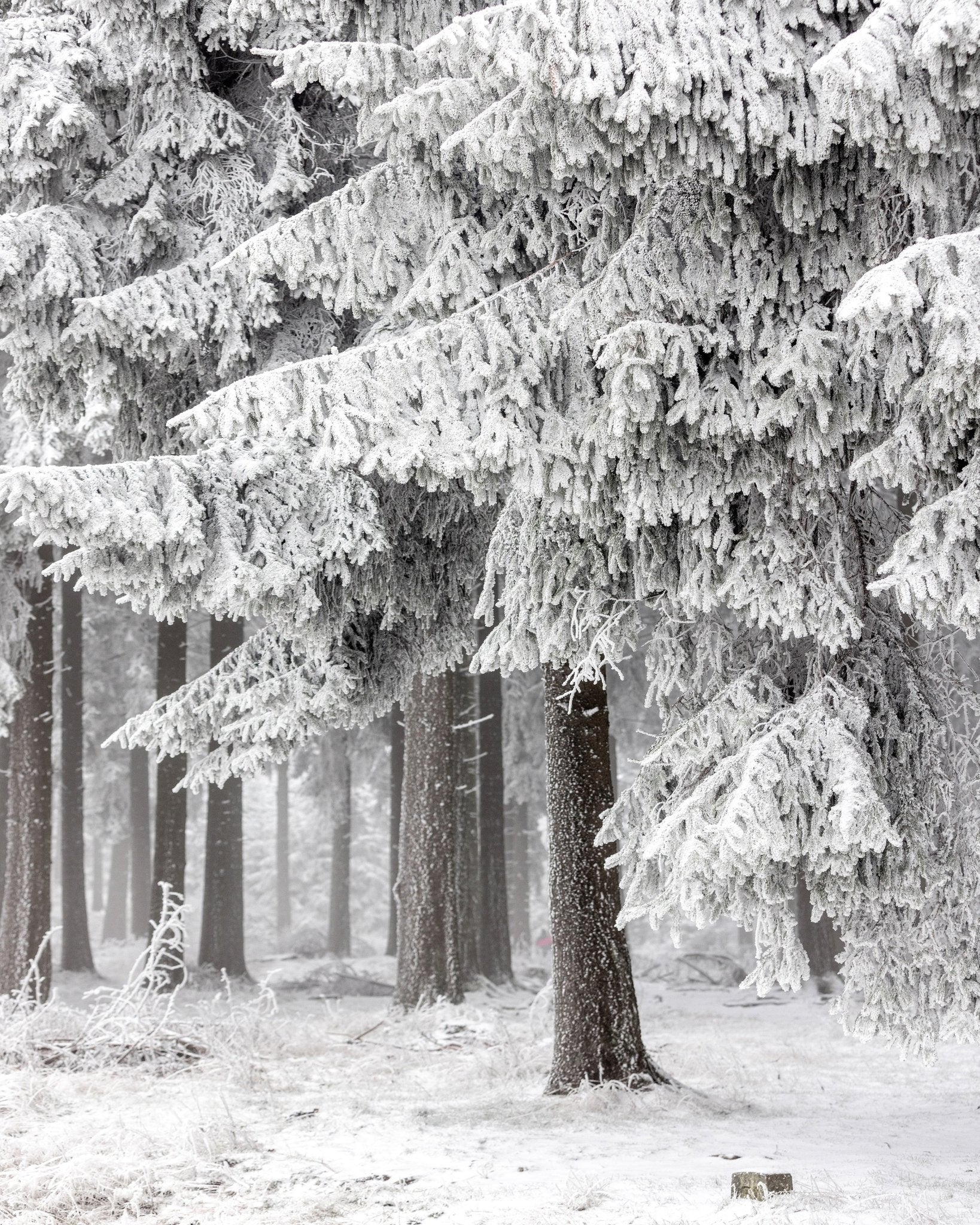 Snowy Pine Forest