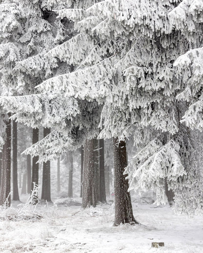 Snowy Pine Forest
