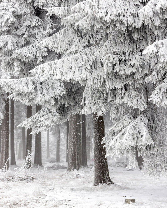 Snowy Pine Forest