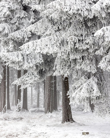 Snowy Pine Forest