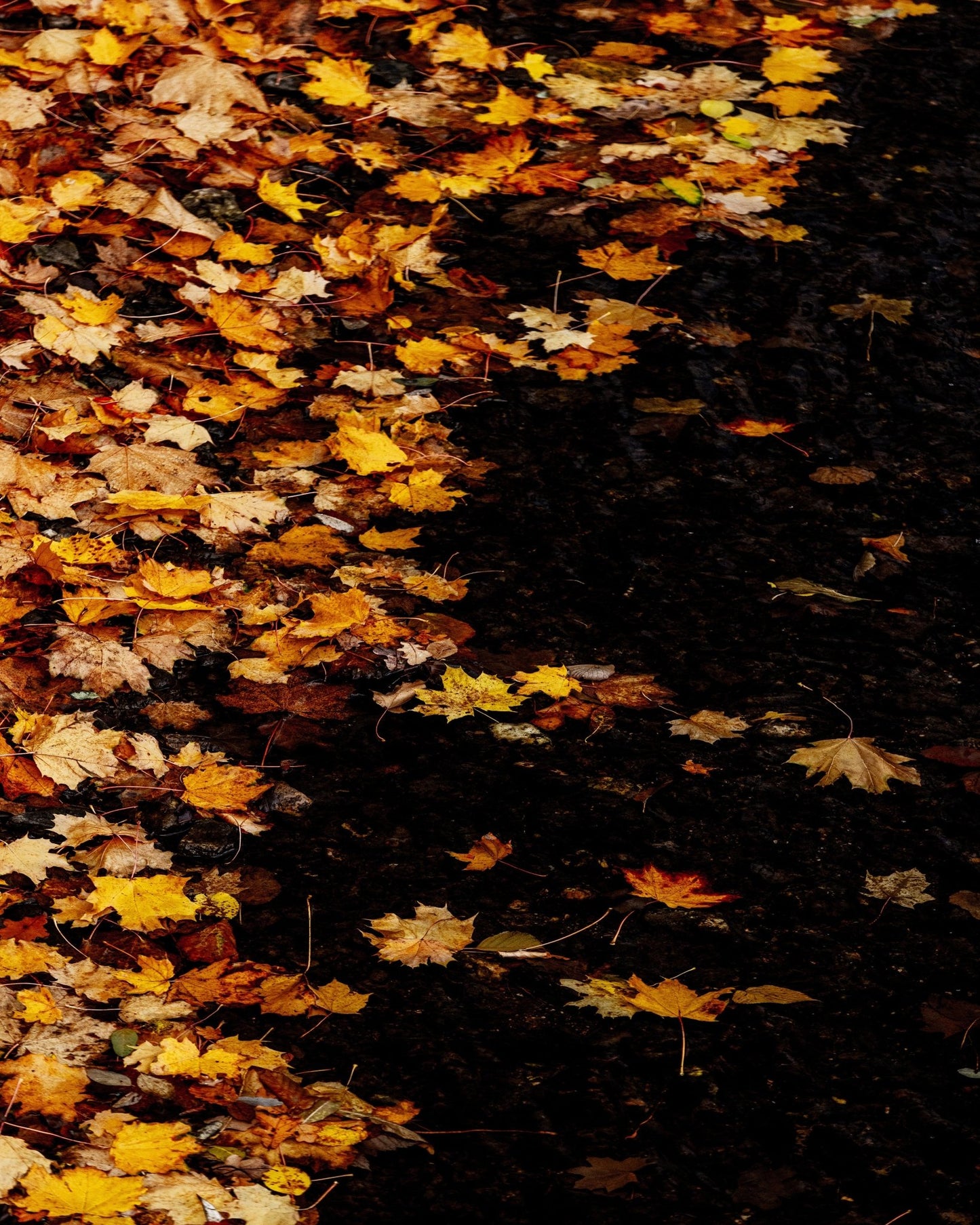 Autumn Leaf Carpet