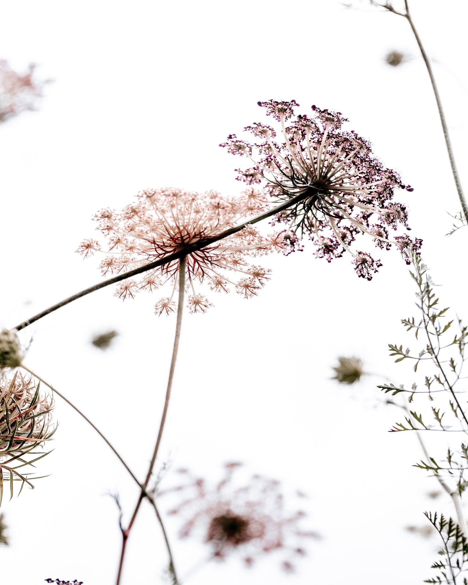Wild Umbel Flowers