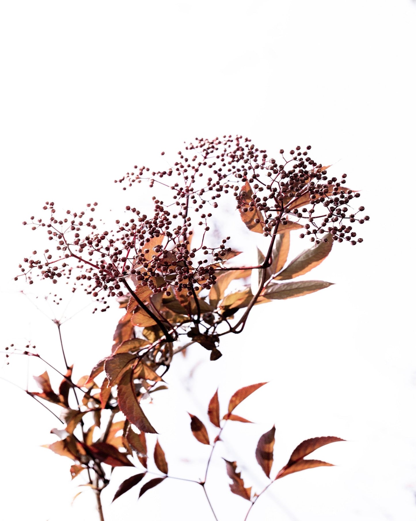 Autumn Berry Branch