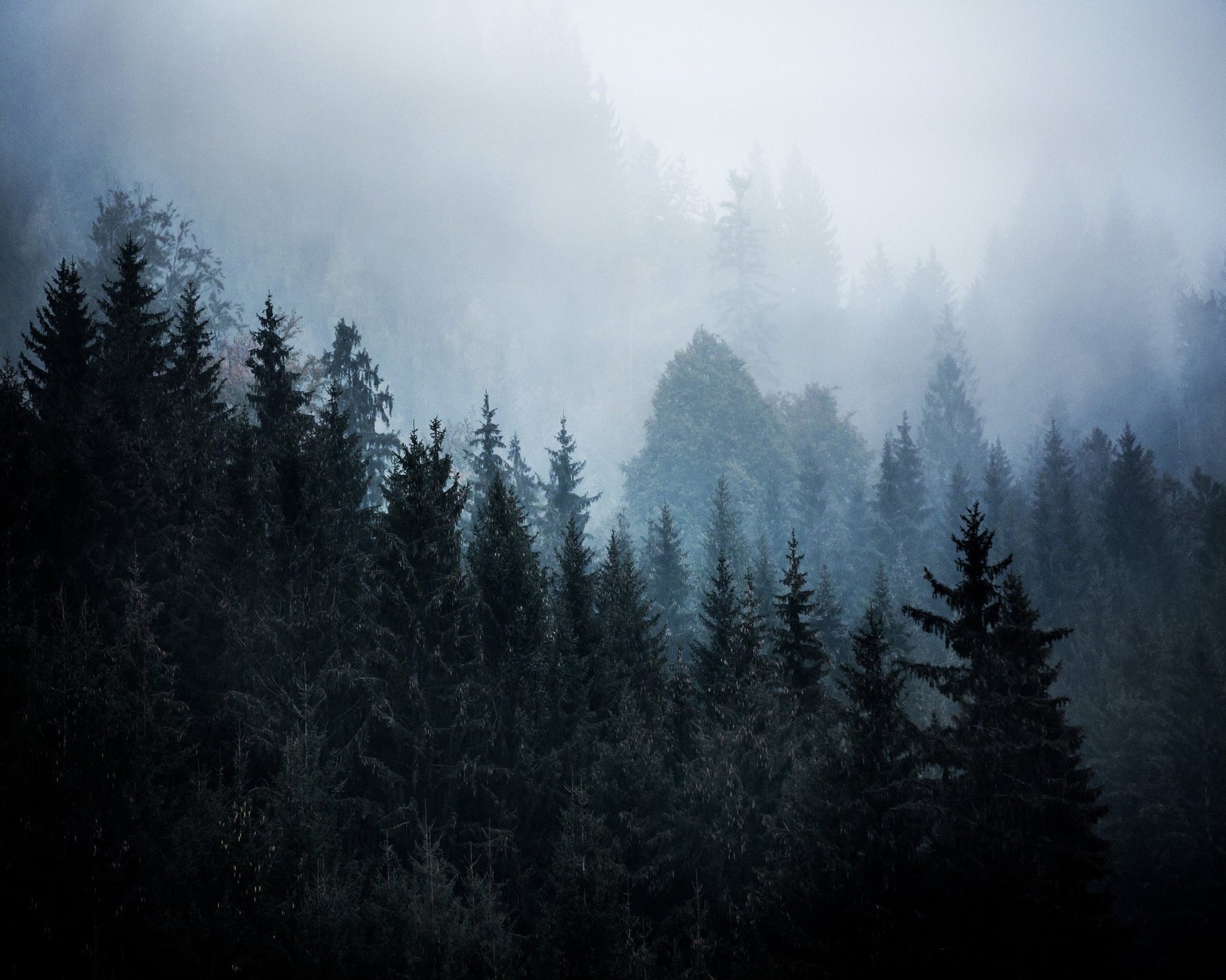 Misty Forest Pines