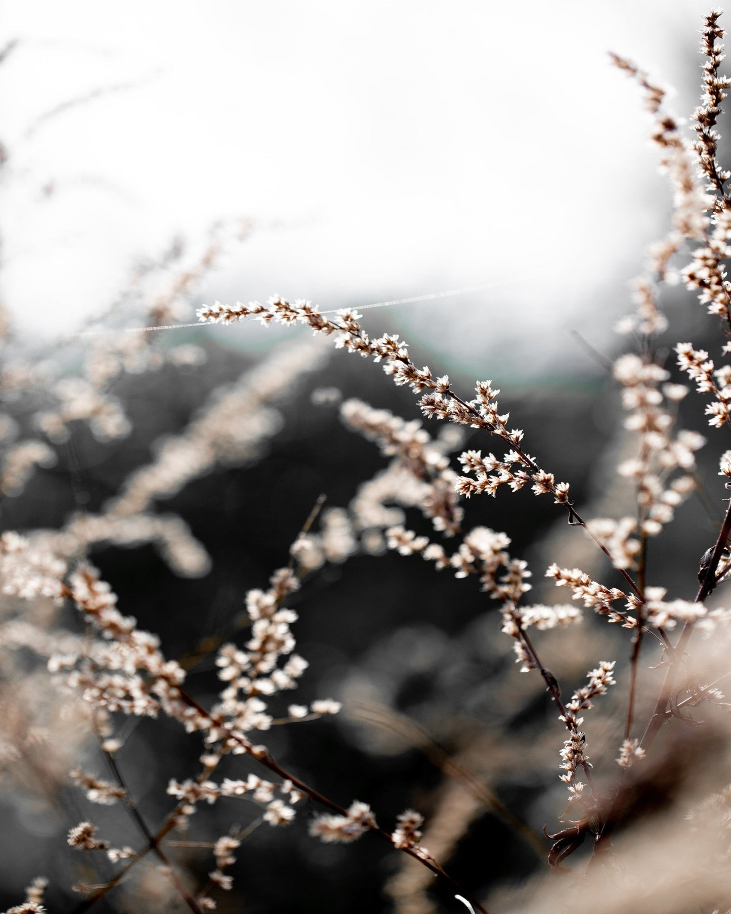 Delicate Wild Stems