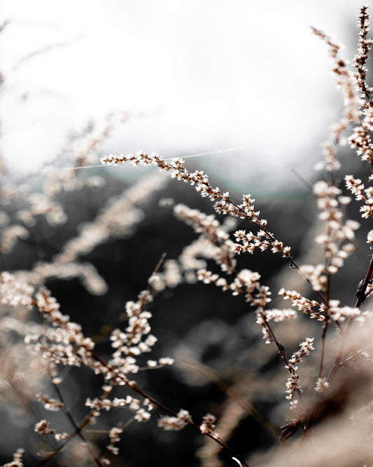 Delicate Wild Stems