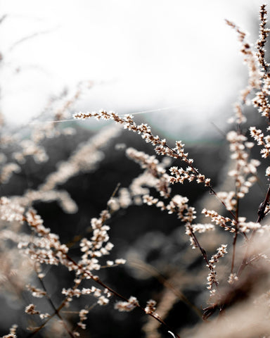 Delicate Wild Stems
