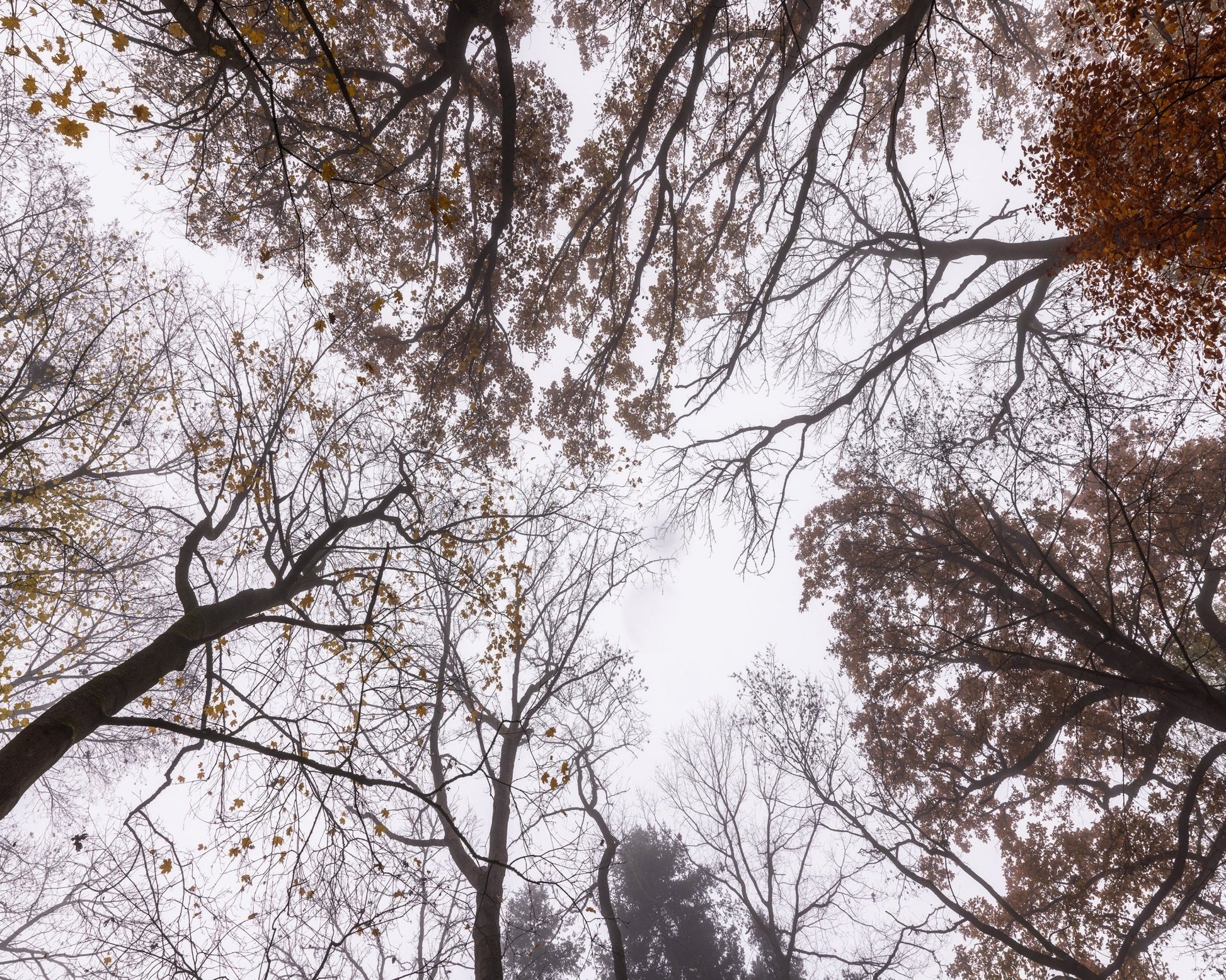 Autumn Canopy View
