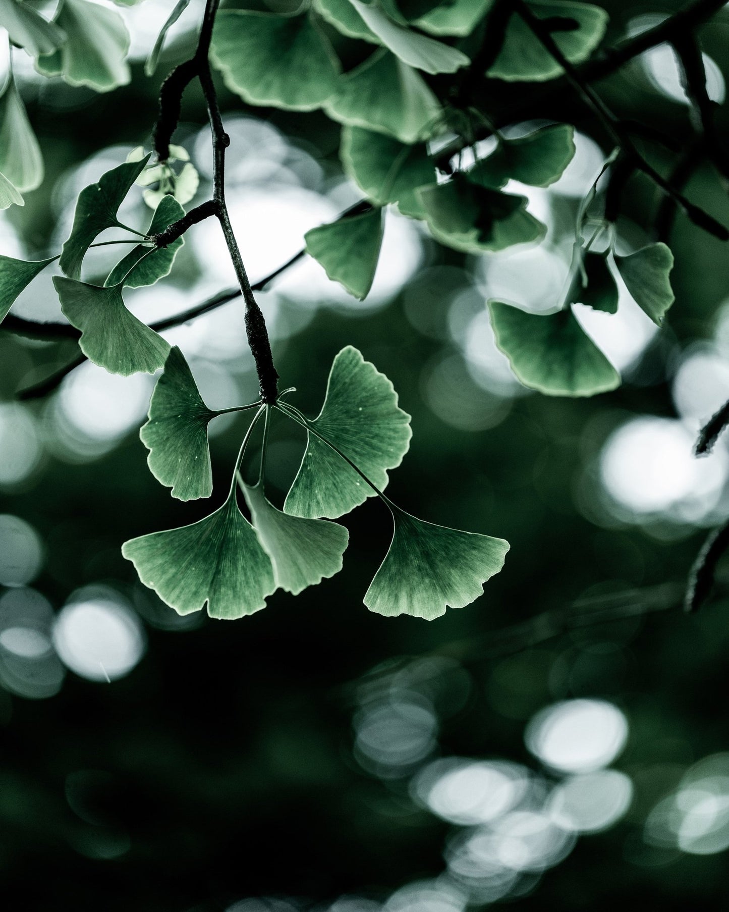 Ginkgo Leaves in Soft Light