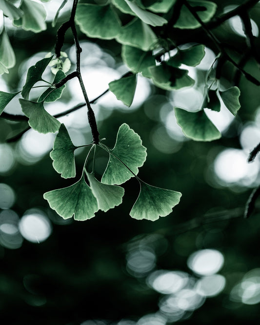 Ginkgo Leaves in Soft Light