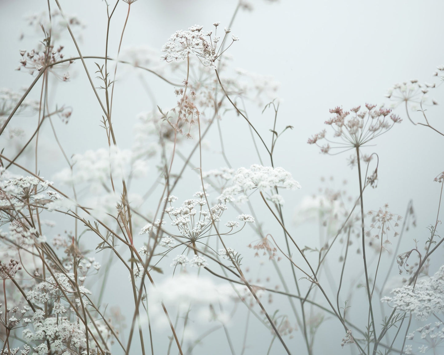 Soft Wildflower Meadow