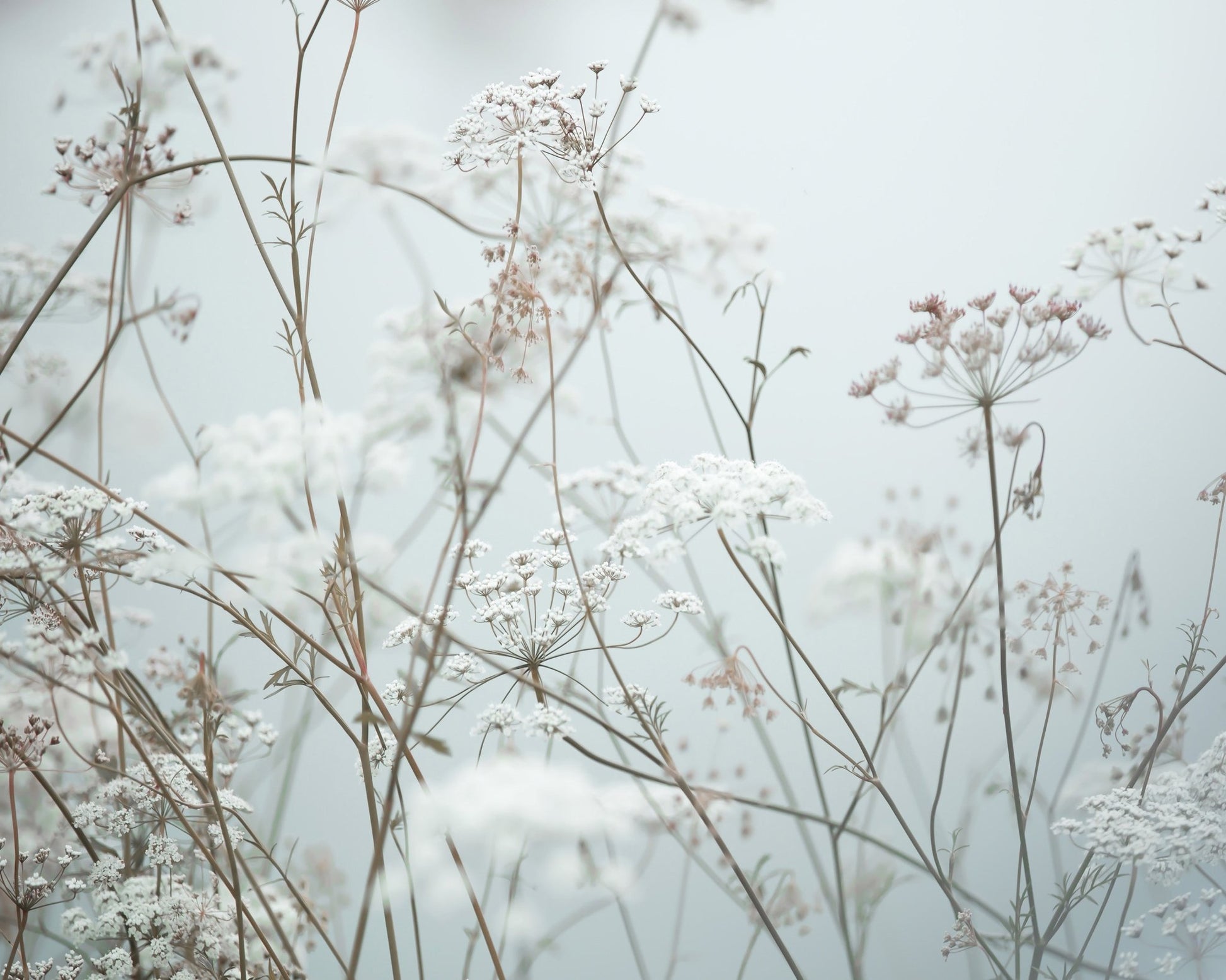 Soft Wildflower Meadow