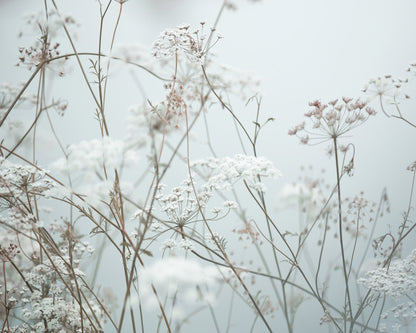 Soft Wildflower Meadow