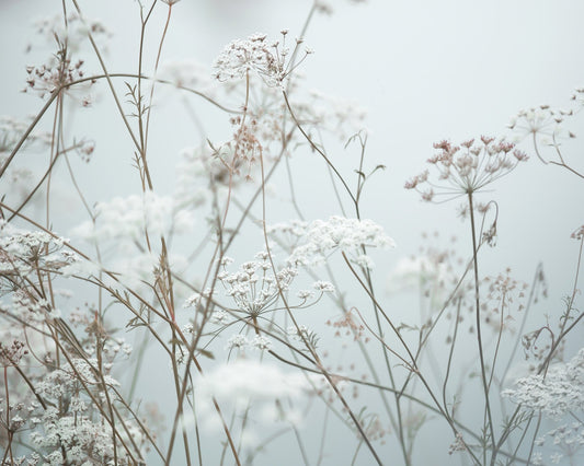 Soft Wildflower Meadow