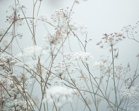 Soft Wildflower Meadow