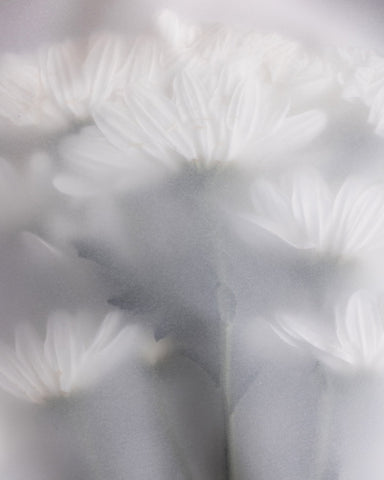 Soft Blurred White Flowers No1