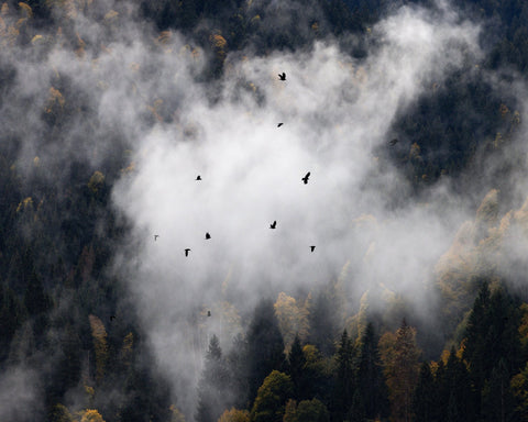 Birds in Misty Forest