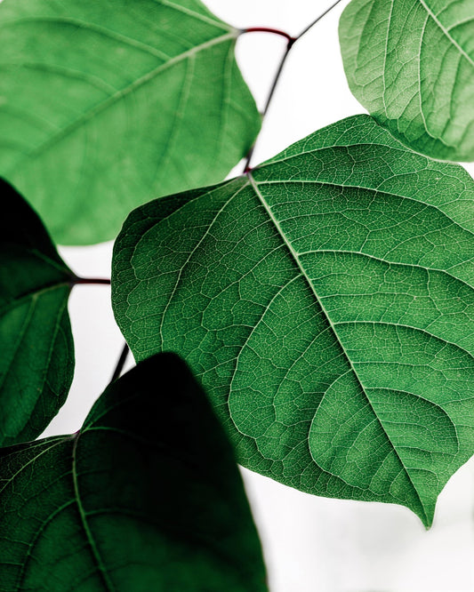 Green Leaves Close-Up