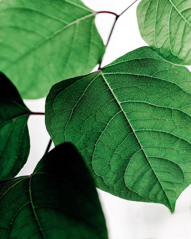 Green Leaves Close-Up