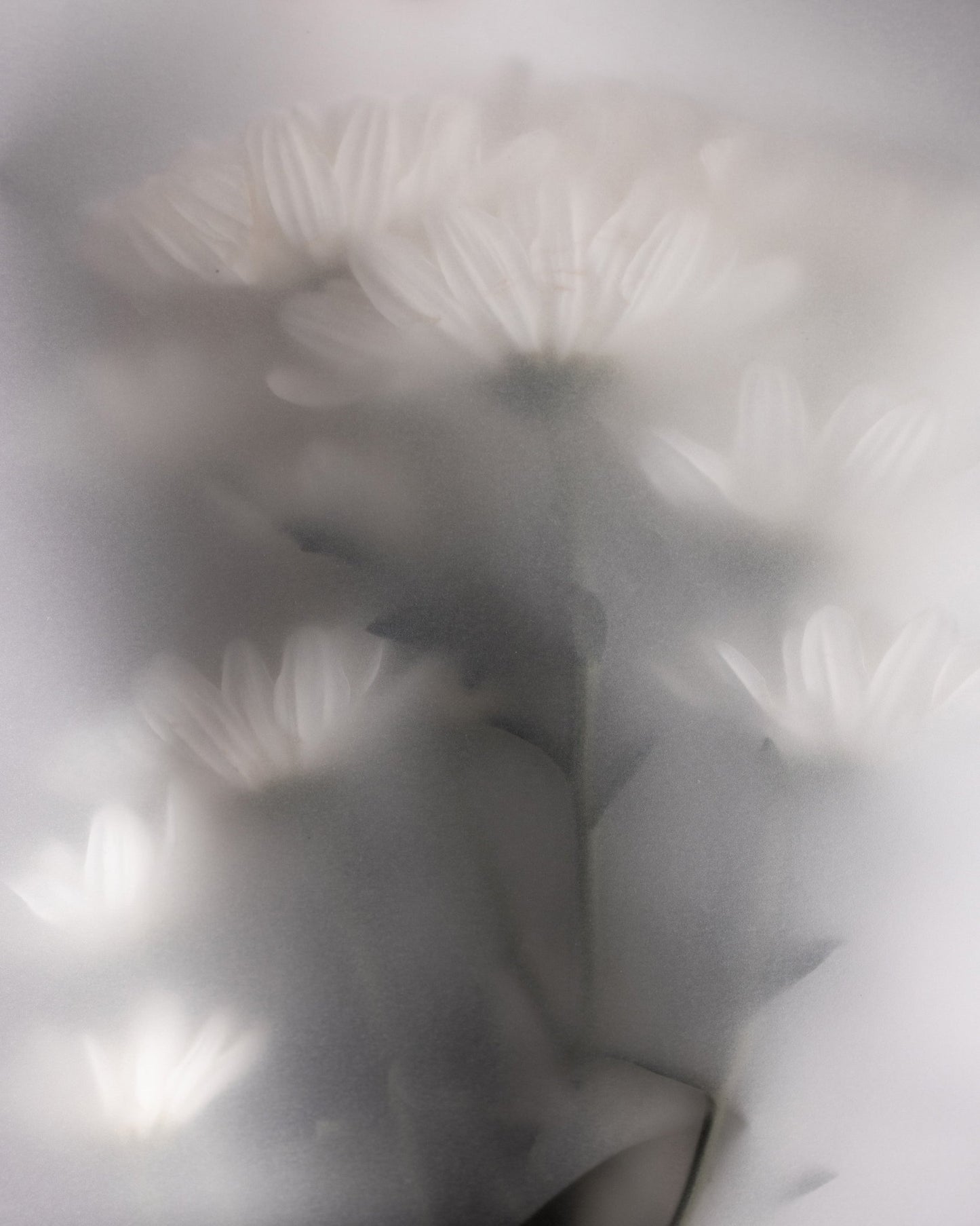 Soft Blurred White Flowers No2