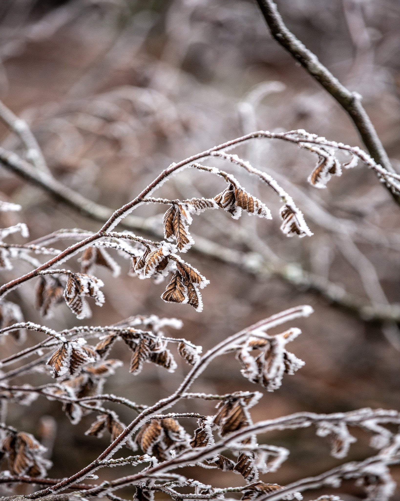 Frosted Winter Branches No2