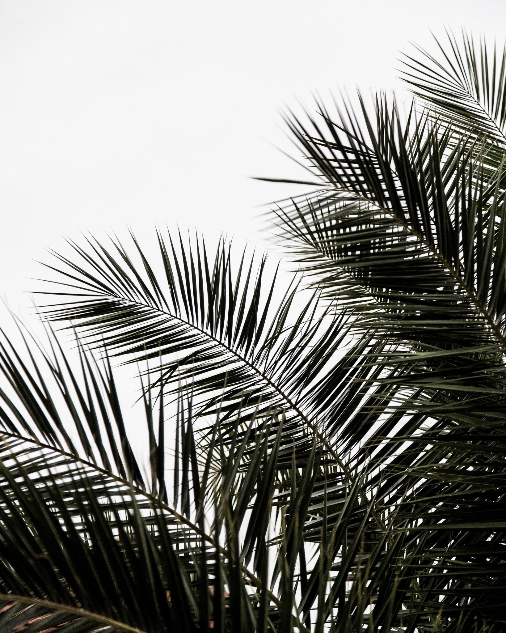 Palm Leaves Silhouette
