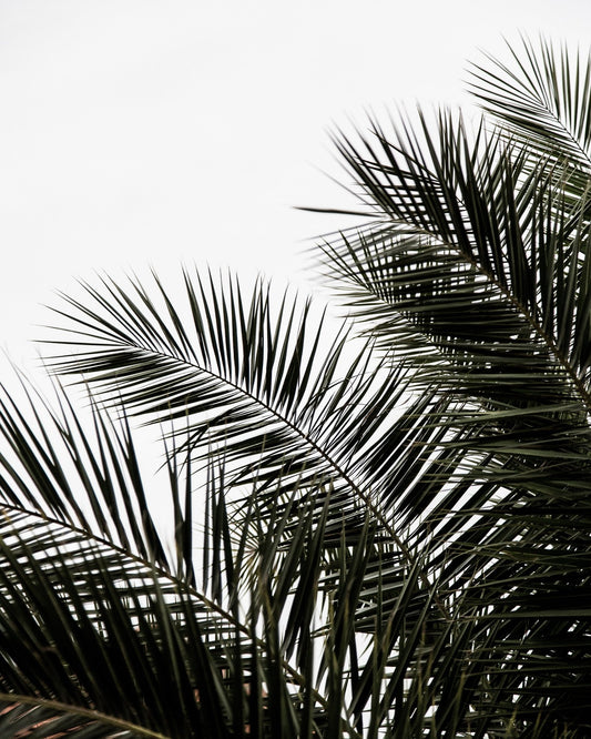 Palm Leaves Silhouette