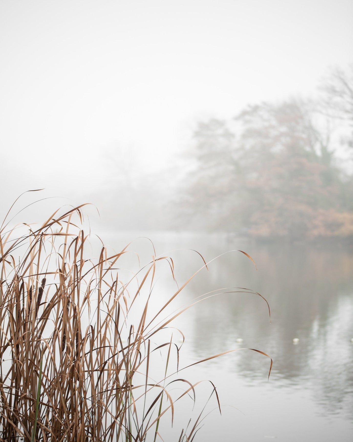 Misty Lakeside Reeds
