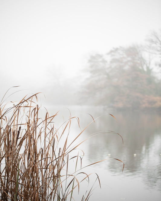 Misty Lakeside Reeds