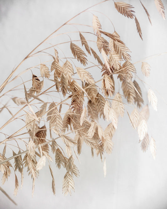 Soft Beige Botanicals