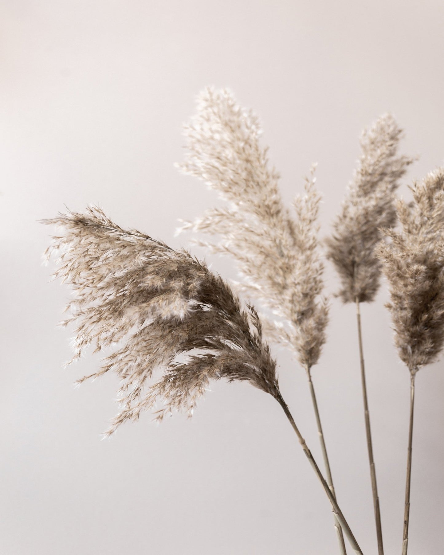 Neutral Pampas Grass