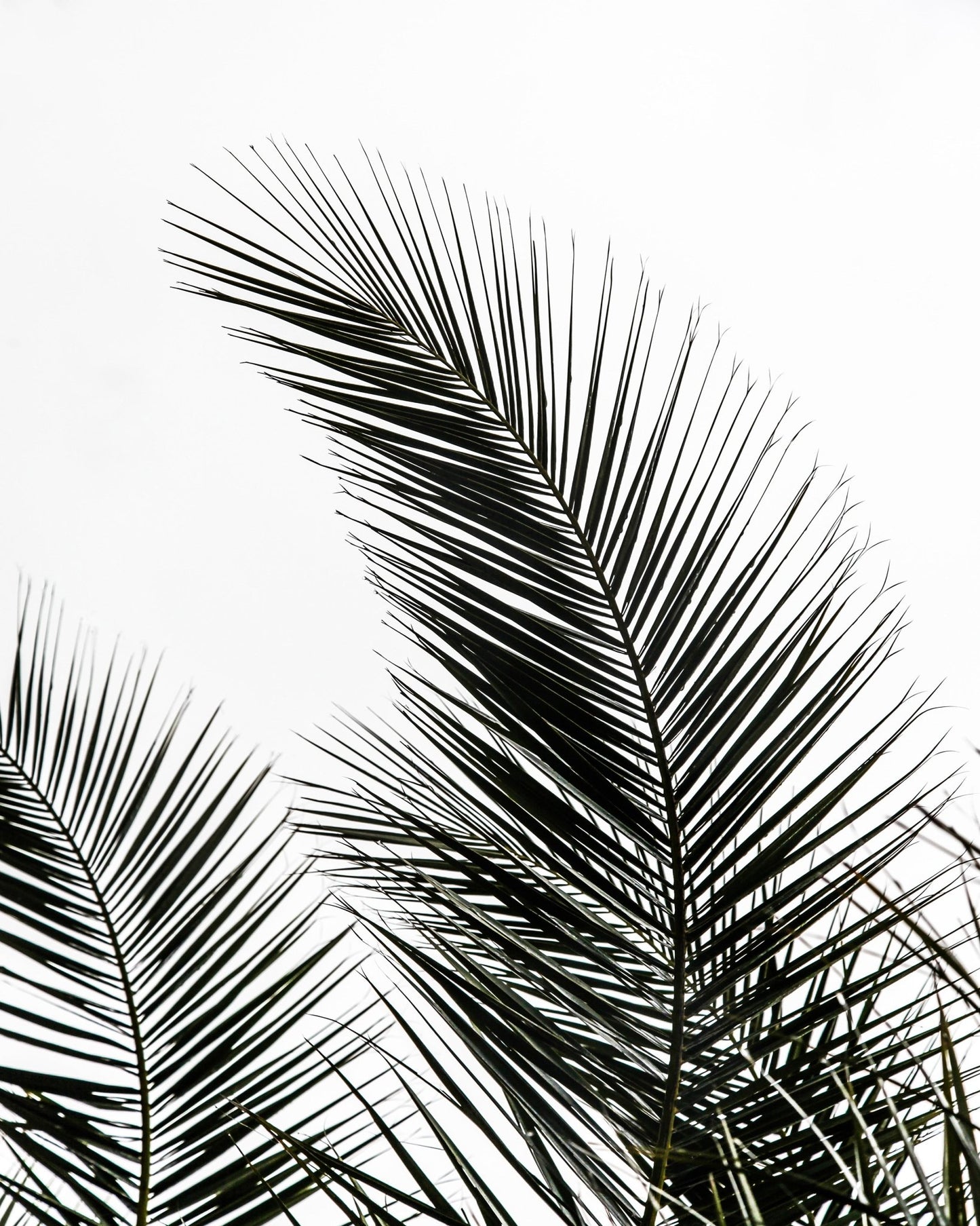 Minimal Palm Silhouette No1