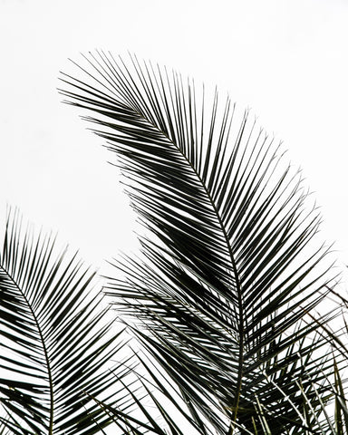 Minimal Palm Silhouette No1