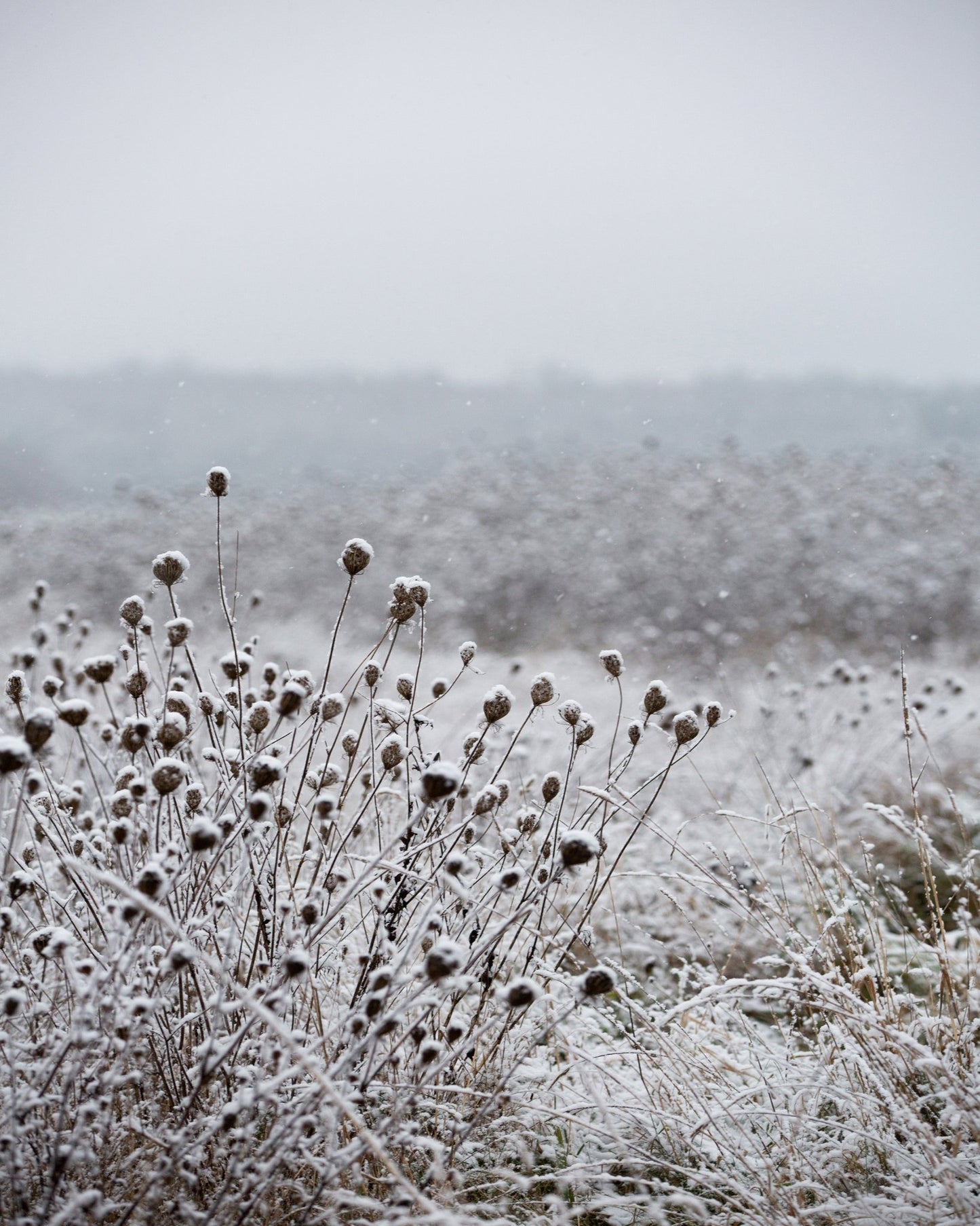 Snowy Field Calm