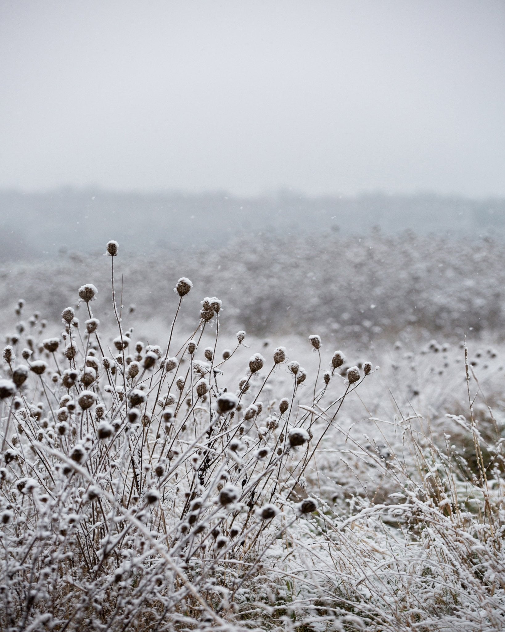 Snowy Field Calm