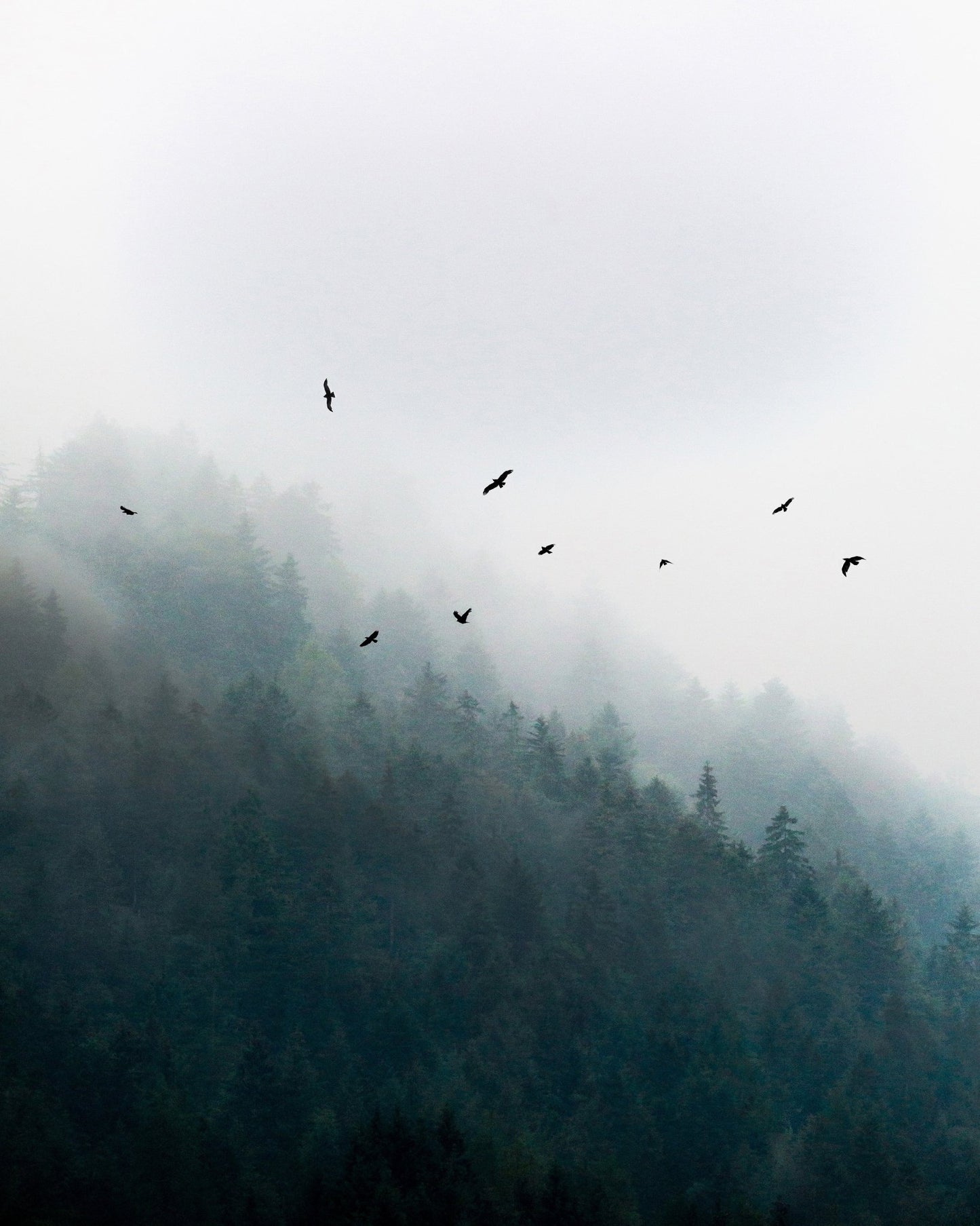 Misty Forest Flight