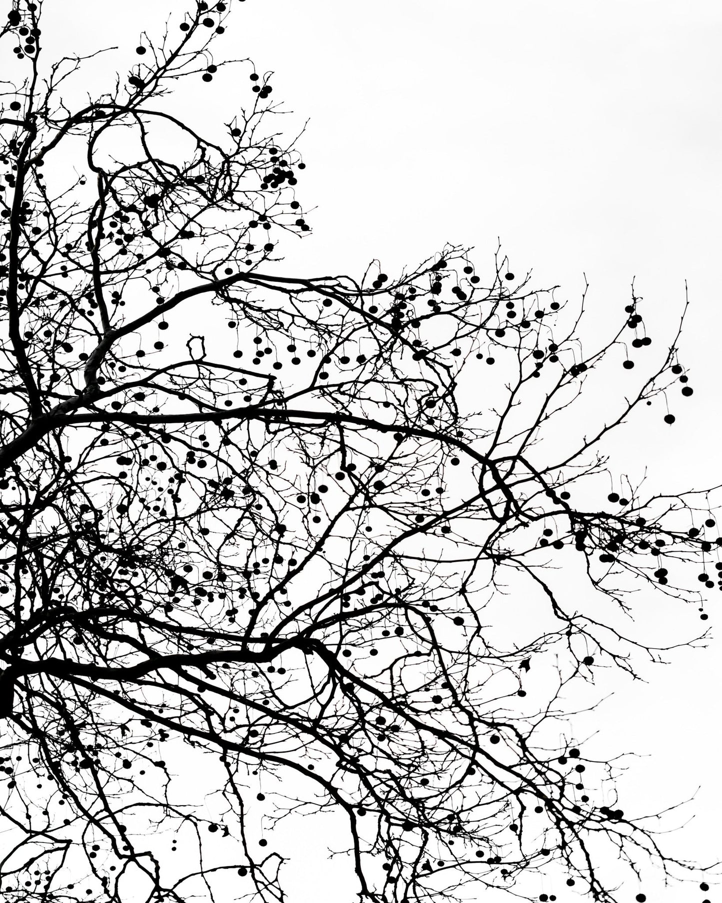 Winter Tree Silhouette