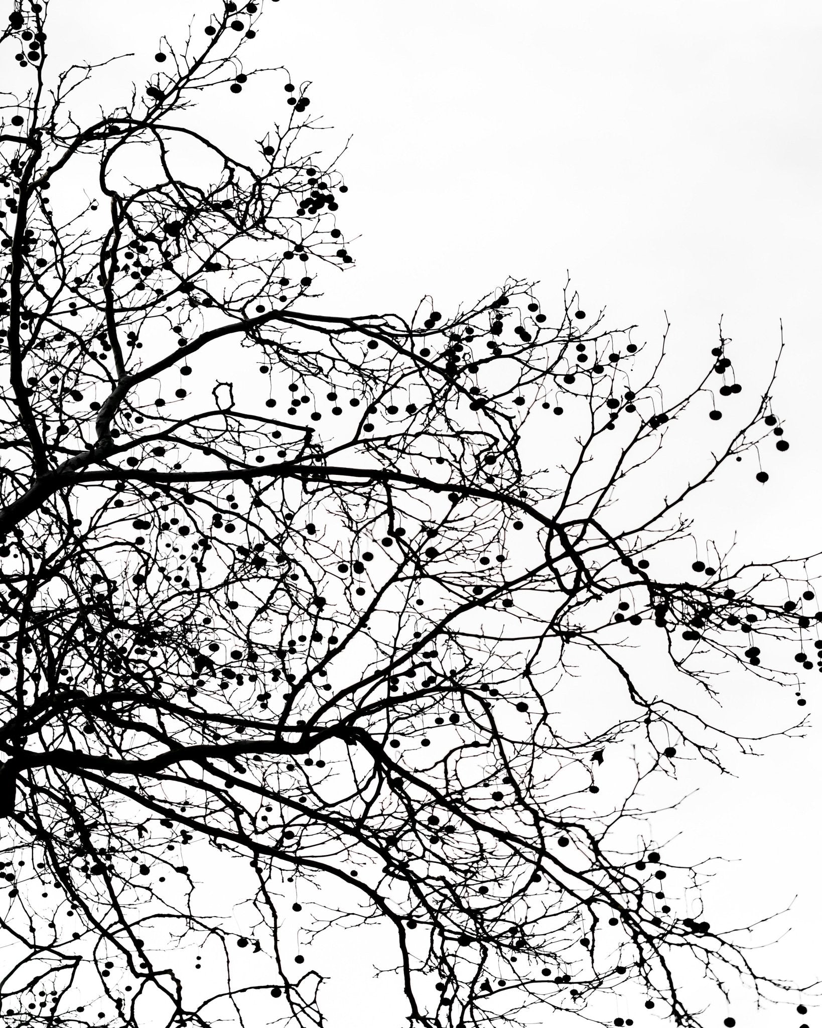 Winter Tree Silhouette