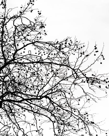 Winter Tree Silhouette