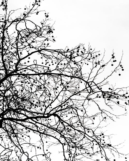 Winter Tree Silhouette