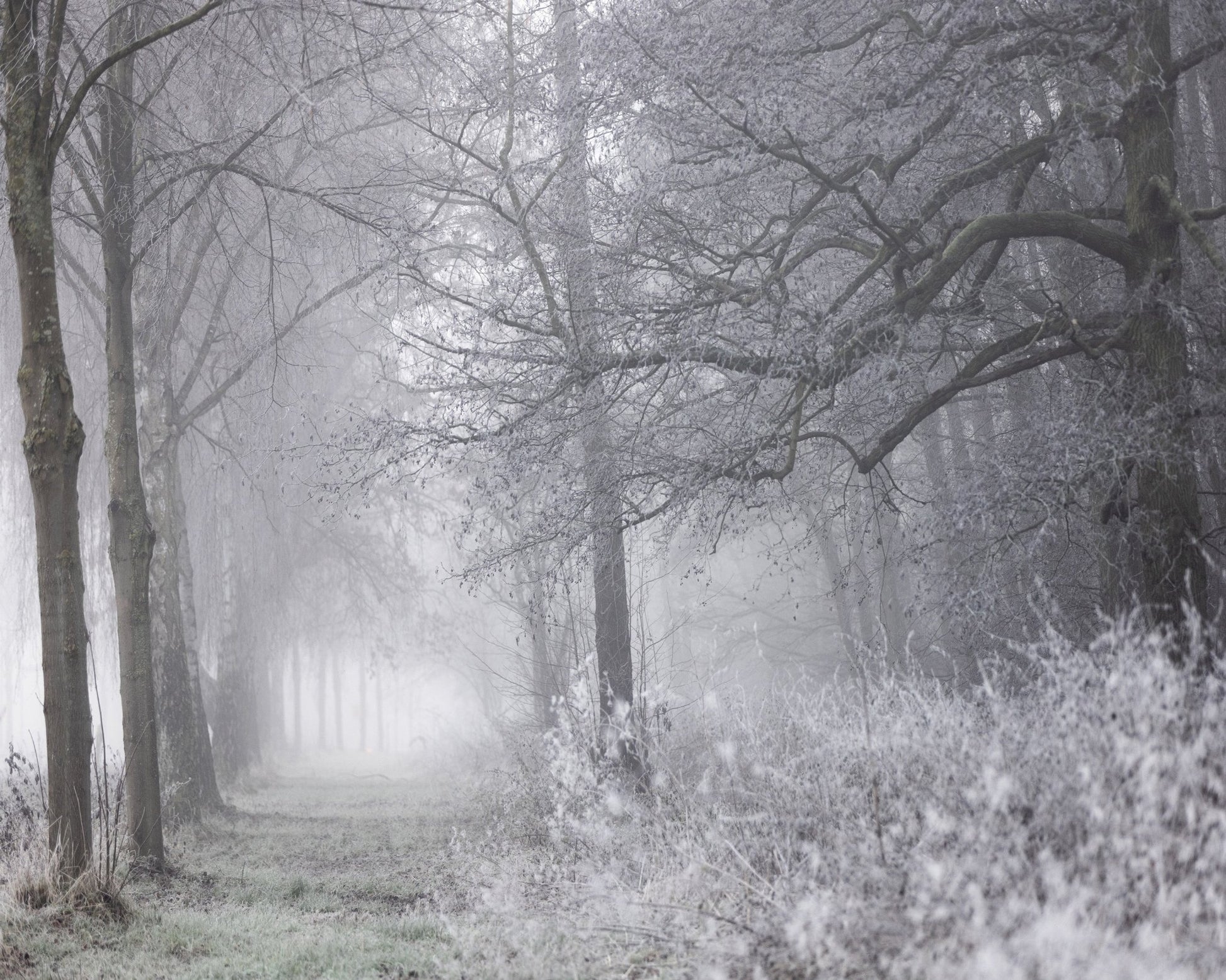 Frosty Forest Path