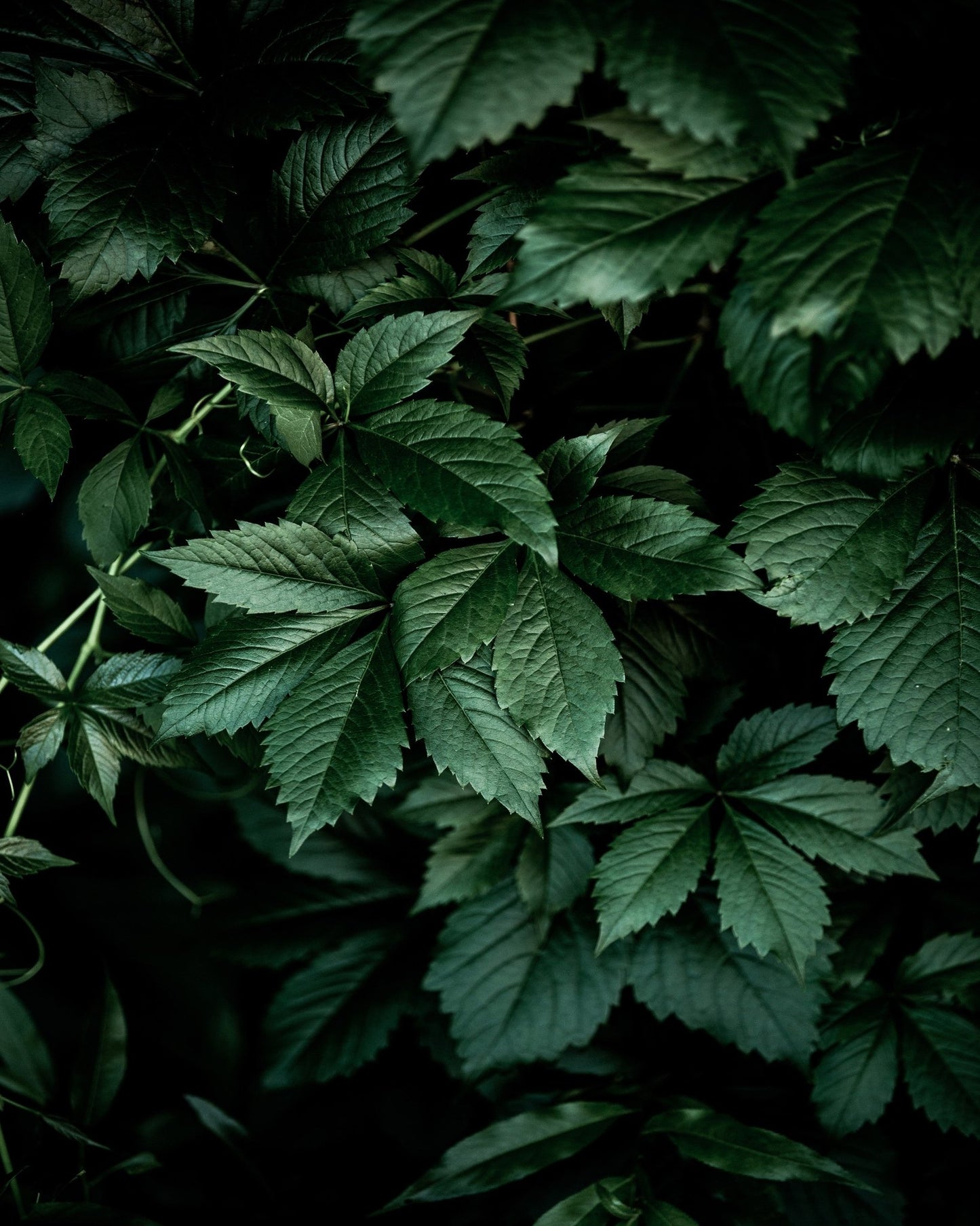Deep Green Leaves No1