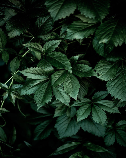 Deep Green Leaves No1